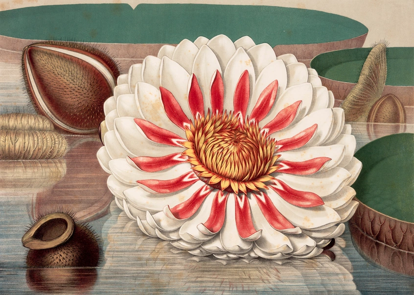 A botanical illustration of a giant white-and-red water lily flower, surrounded by green leaves in water.