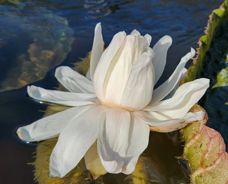 A large white lily flower near green leaves in water.