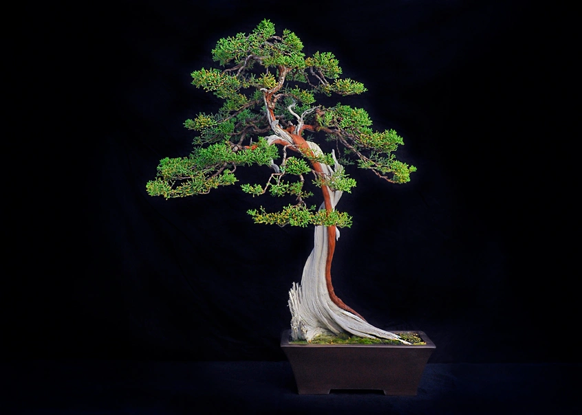 A juniper bonsai tree with red bark and an exposed bleached-white trunk.