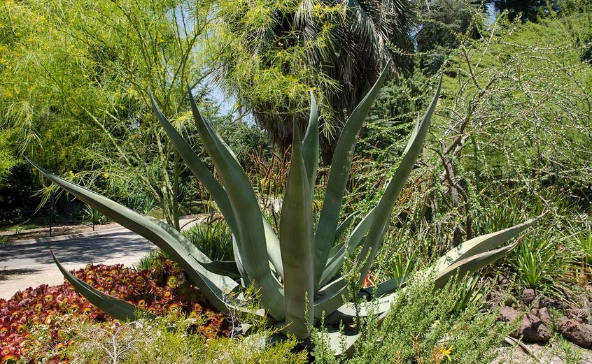 Agave mapisaga