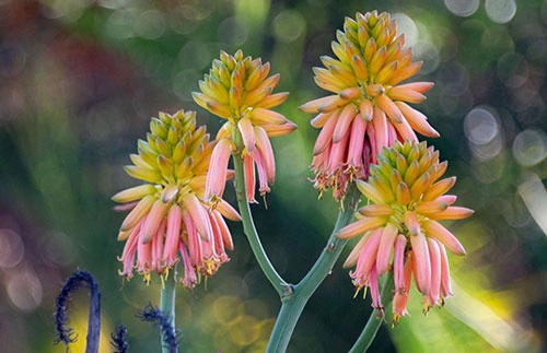 Four culsters of aloe flowers from yellow-green to coral pink.