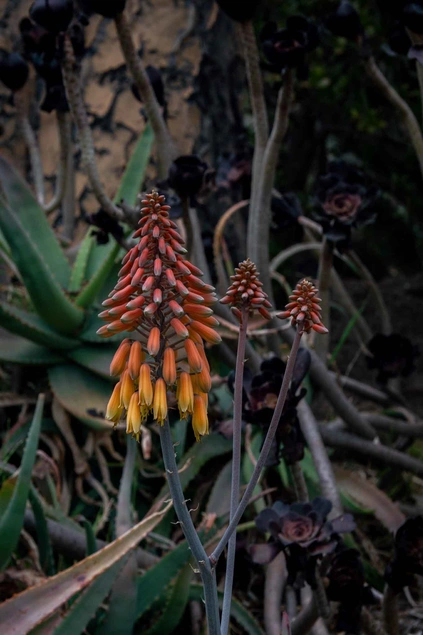 Aloaceae arborescens