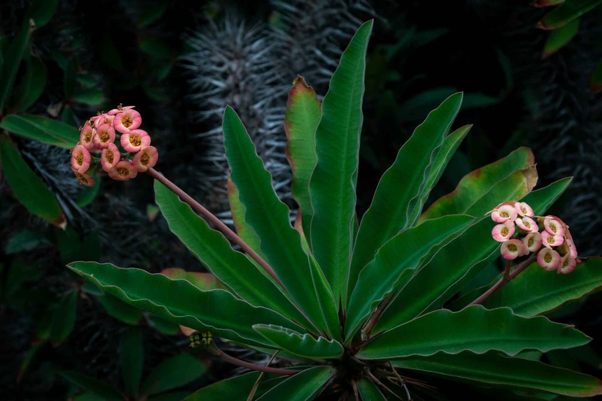 Pachypodium horombense