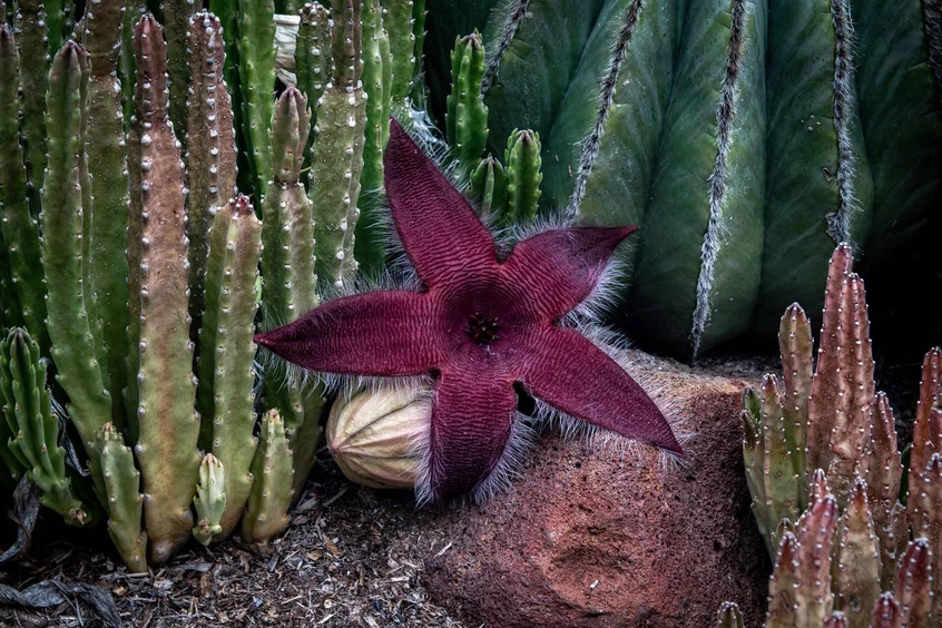 Stapelia grandiflora