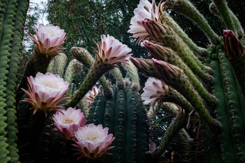 Cereus xanthocarpus 