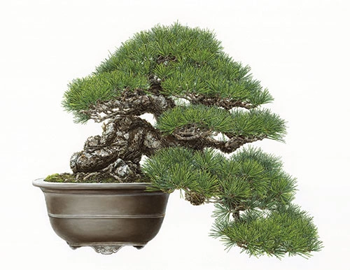 (Gold Medal Winner) Asuka Hishiki, Black Pine Half-Cascade-Style Bonsai (2015-2017), Pinus nigra, Omiya Bonsai Art Museum, Saitama, Japan. Oil on paper, 28 ¼ x 36 ½ inches. © Asuka Hishiki. Courtesy of the American Society of Botanical Artists and the New York Botanical Garden.