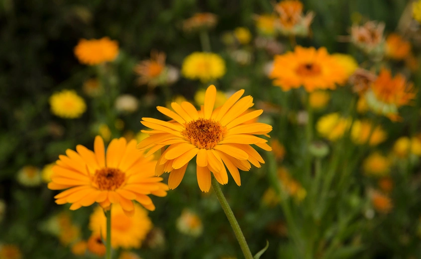 Yellow daisy-looking flowers in bloom