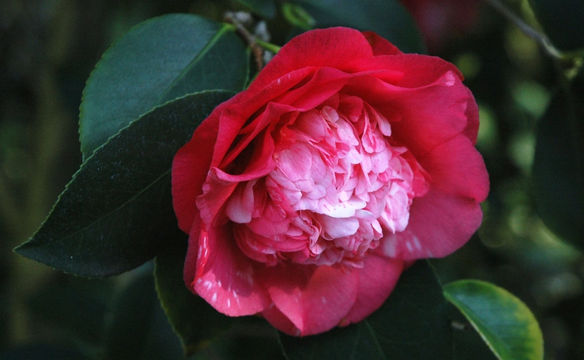 fuschia camellia japanese elegans