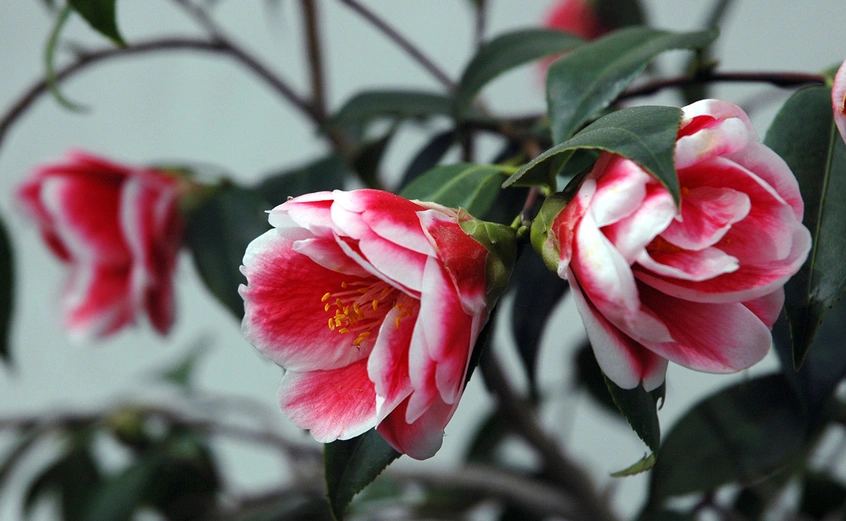 pink and white camellia tama "peacock"