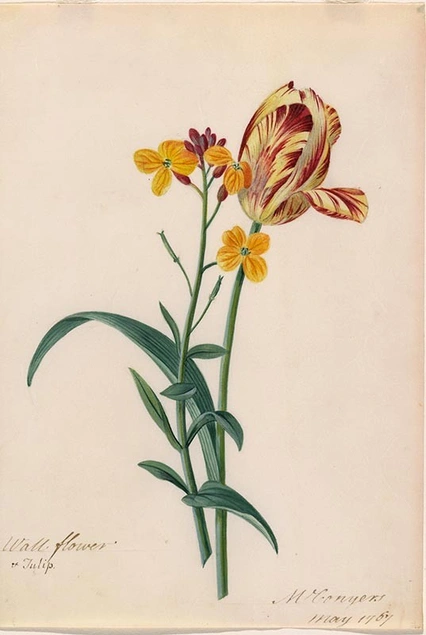 Matilda Conyers (ca. 1698–1793), Wallflower and Tulip