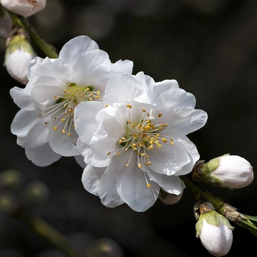 Flowering peach (Prunus persica ‘Early White’), 2022. Digital photograph.