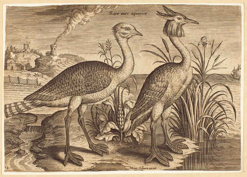 Adriaen Collaert (Netherlandish, 1560-1618), Bustard, Great Crested Grebe, 1580s, engraving, Vance Collection.