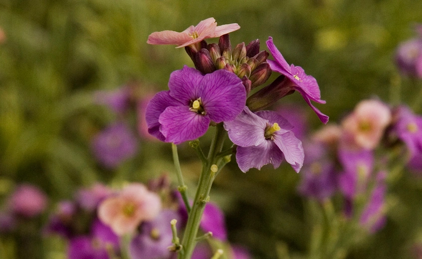 Purple erysimym lilac