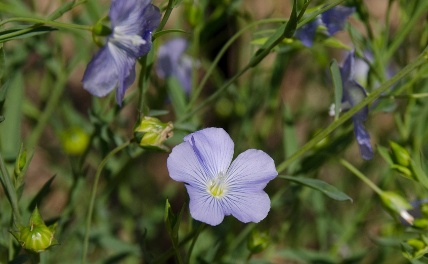 A lavender and white flower blooms with a yellow bottom and translucent-tipped stem.