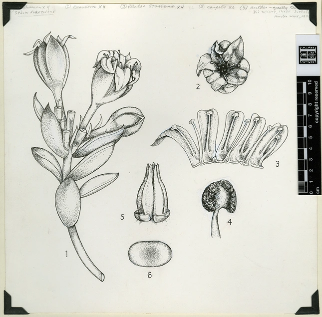 herbarium_10.jpg