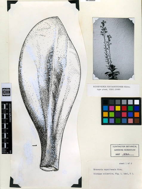 herbarium_2.jpg