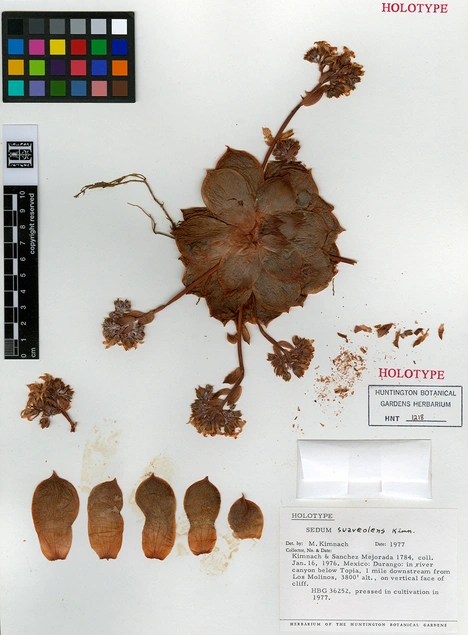 herbarium_5.jpg