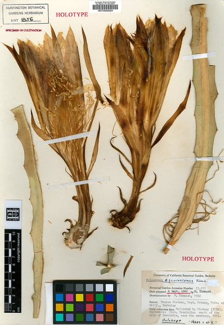 herbarium_6.jpg