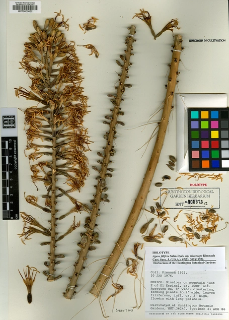 herbarium_8.jpg