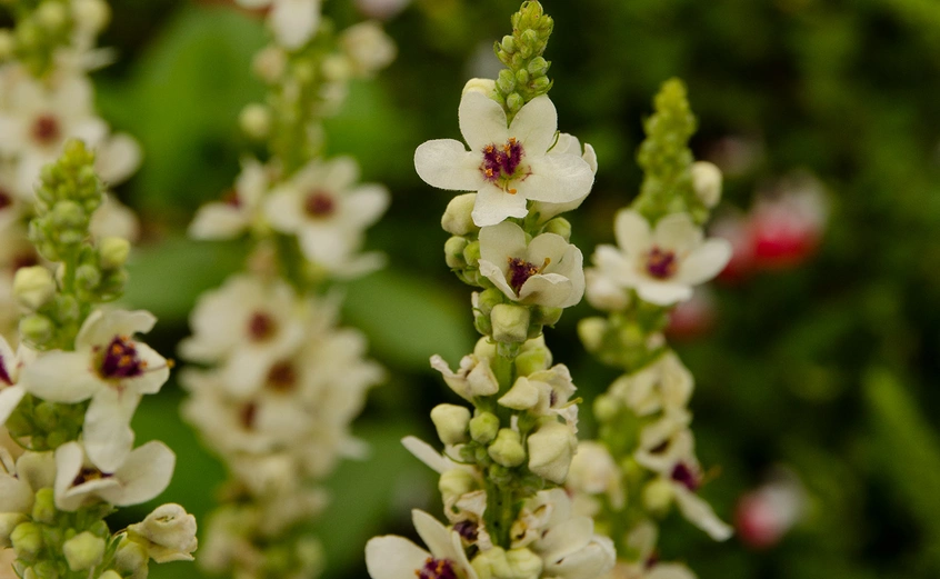 1-2 inch white flowers with dark brown and yellow stems bloom on long stalks. 