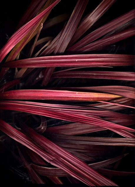 Jane L. O'Neal print Cordyline