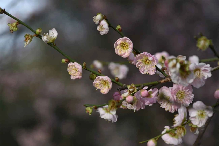 Japanese Apricot