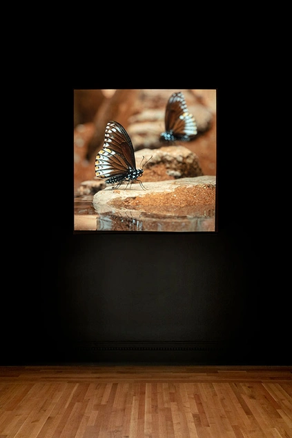 Installation of Jeffrey Stuker's work