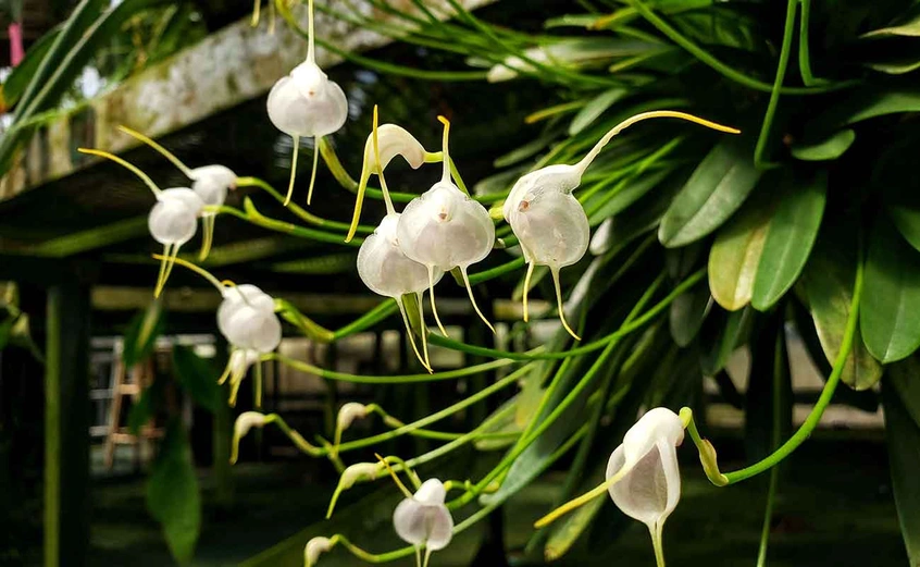 Masdevallia infracta 'Huntington's Angel'