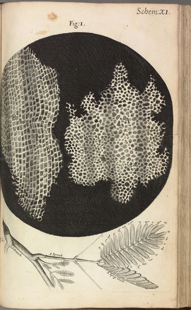 Micrographia