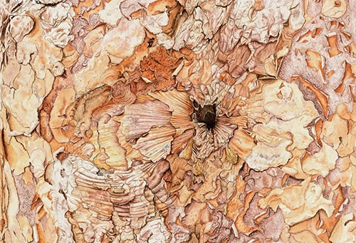 Ann S. Hoffenberg, Paperbark Maple (2017), Acer griseum, Rutgers Gardens, New Brunswick, New Jersey. Watercolor on paper, 9 x 13 inches. © Ann S. Hoffenberg. Courtesy of the American Society of Botanical Artists and the New York Botanical Garden.