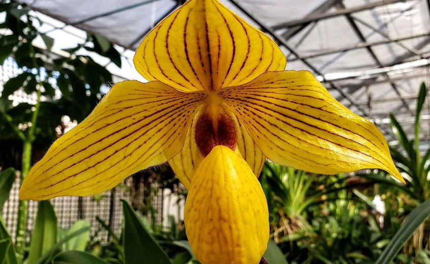 Paphiopedilum Dollgoldi 'Laurie Susan Weltz'