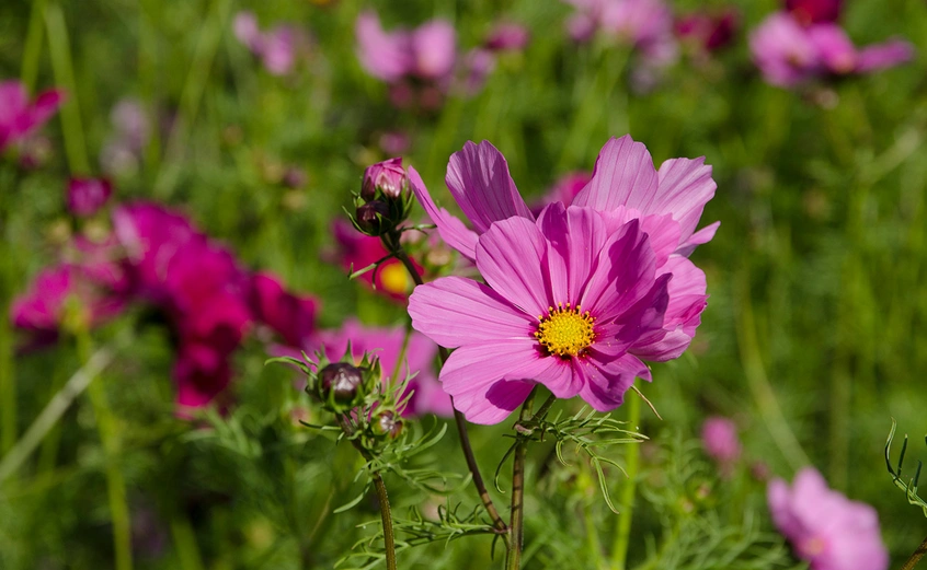 pink cosmos flowers