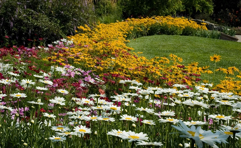 White, yellow, and red summer blooms in the Shakespeare Garden