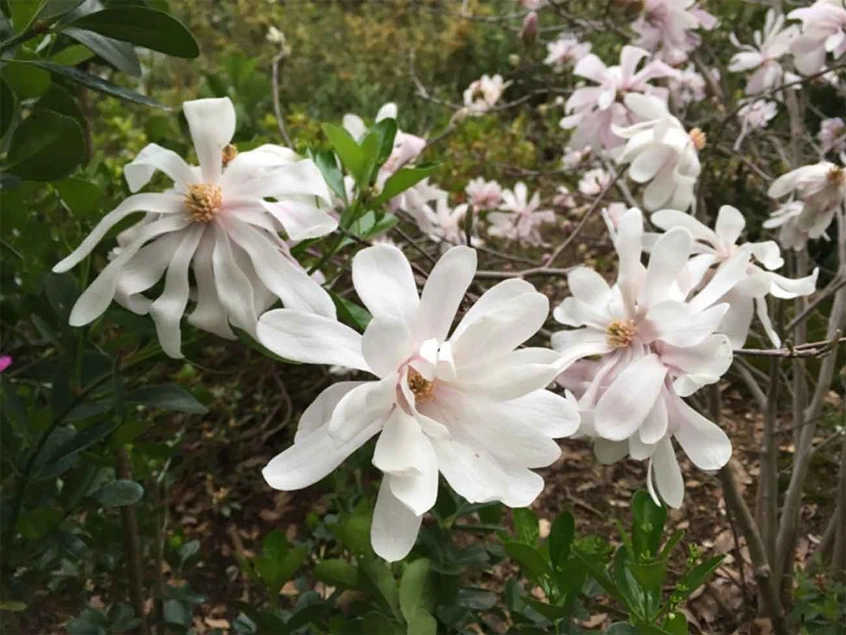 Star Magnolia