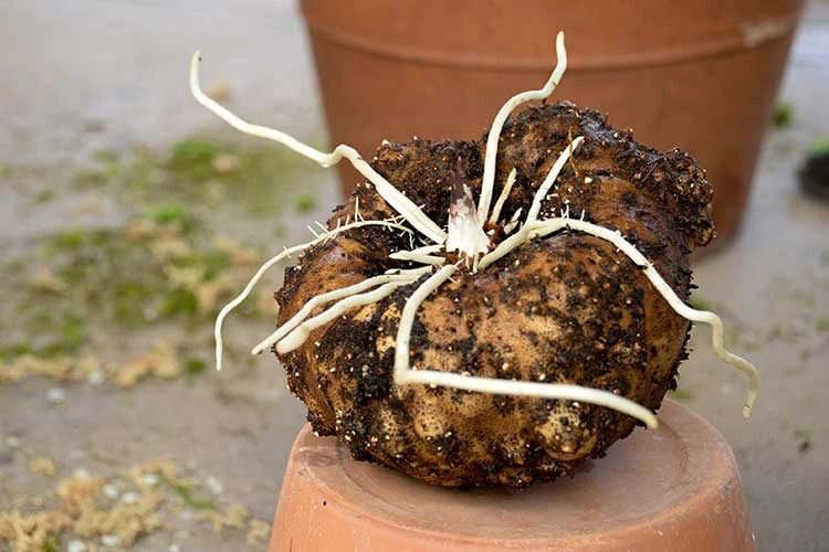 The plant grows from a large bulb-like tuber, or “corm,” under the soil.