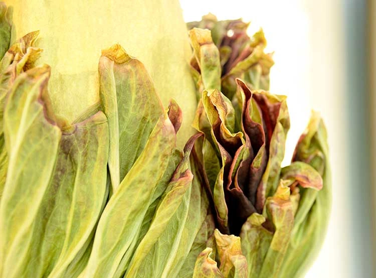 When the plant blooms, the spathe (the petal-like outer covering) opens to reveal a velvety maroon interior and begins to emit a foul stench.