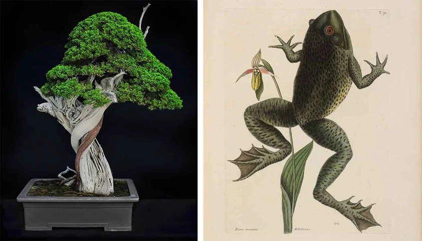 Left: California juniper (Juniperus californica), moyogi or informal upright style bonsai, estimated age of original plant material: 1,000 years. Collected from Jawbone Canyon, Mojave Desert, in 2002, grafted in 2006, and styled by Tak Shimazu, displayed in Keizan Tokoname pot from Japan, donated by the Bergstein Family. Photo by Andrew Mitchell. Right: Mark Catesby, Bull Frog (Rana maxima), Natural History of Carolina, Florida and the Bahama Islands, 1743. The Huntington Library, Art Museum, and Botanica