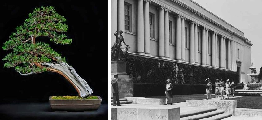 Left: California juniper (Juniperus californica), shakan or slant style bonsai, estimated age of original plant material: 200–300 years. Collected from the Mojave Desert, displayed in Tokoname pot from Japan, donated by Grigsby Cactus Gardens. Photo by Andrew Mitchell. Right: Early visitors tour The Huntington in an undated photo. The institution opened to the public in 1928. The Huntington Library, Art Museum, and Botanical Gardens