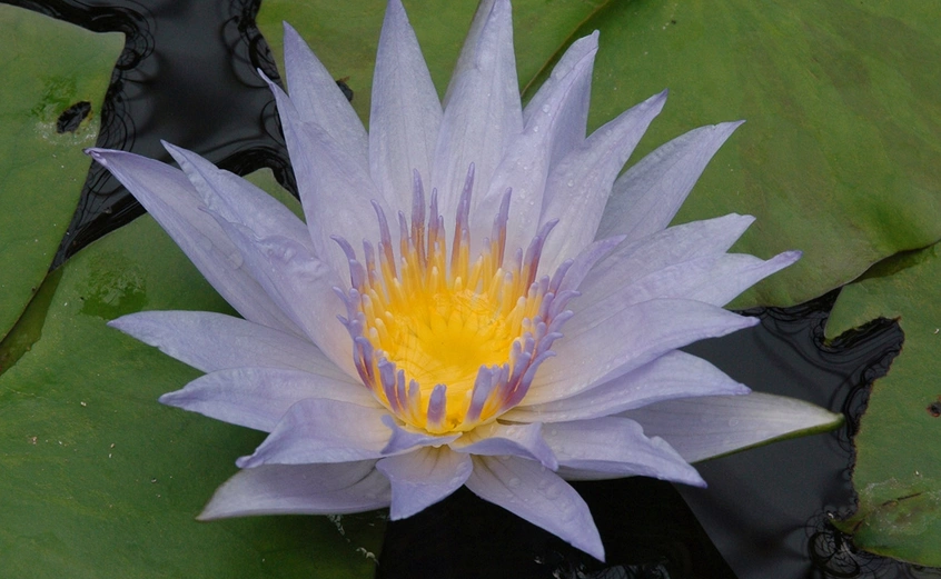 purple water lily 