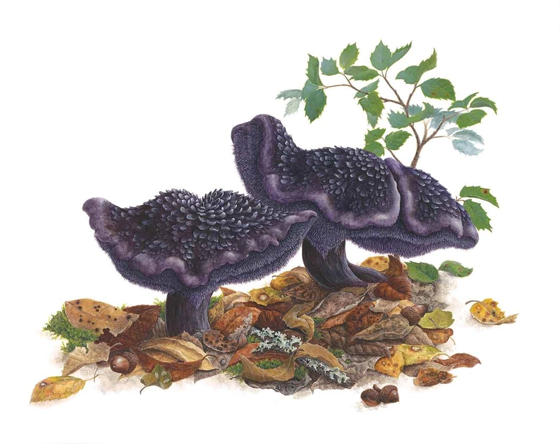 Violet Hedgehog Mushroom, Sarcodon fuscoindicum. Gouache and watercolor on paper. © Lucy Martin