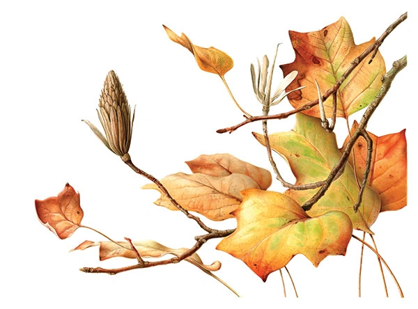 Esmée Winkel, Leiden's 300-Year-Old Tulip Tree in Autumn (2016), Liriodendron tulipifera. Hortus Botanicus Leiden, Leiden, The Netherlands. Watercolor on paper. © Esmée Winkel. Courtesy of the American Society of Botanical Artists and the New York Botanical Garden.