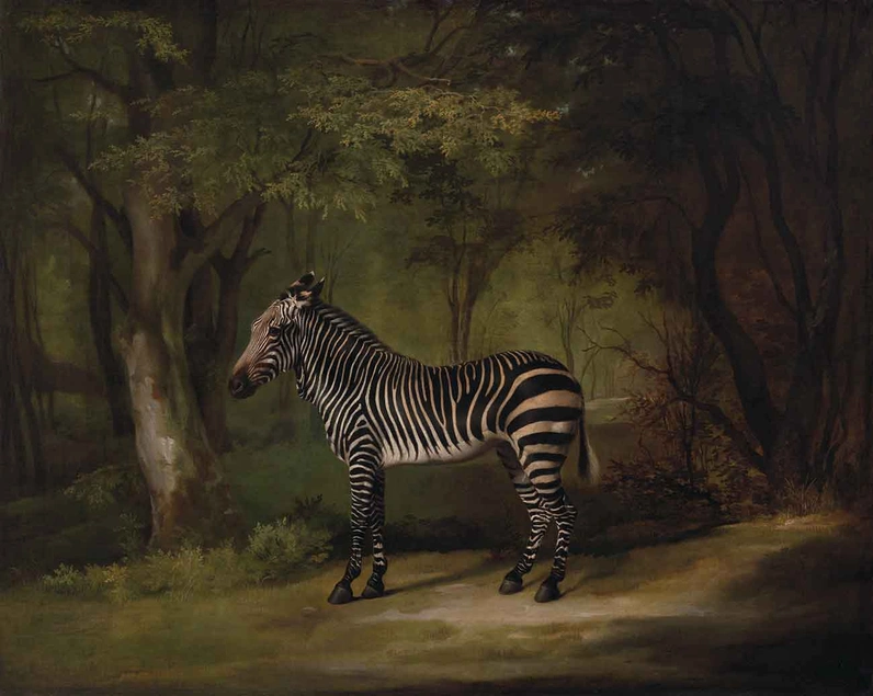 Stubbs' Zebra