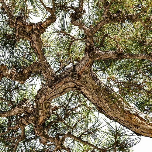 Black Pine (Pinus thunbergii), 2022. The Huntington Library, Art Museum, and Botanical Gardens.