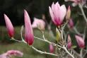 Pink Magnolia buds on a tree.