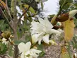 A white magnolia flower.