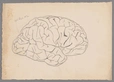 Pencil drawing of a side view of the human brain.