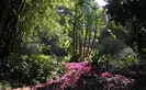 Light breaks through the canopy of the Jungle Garden