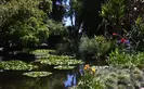 A pond grows water-dwelling plants