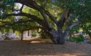 Coast live Oak