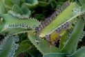 Kalanchoe daigremontiana 'Mother of Thousands'